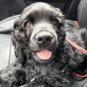 Meet your Posher, Deann